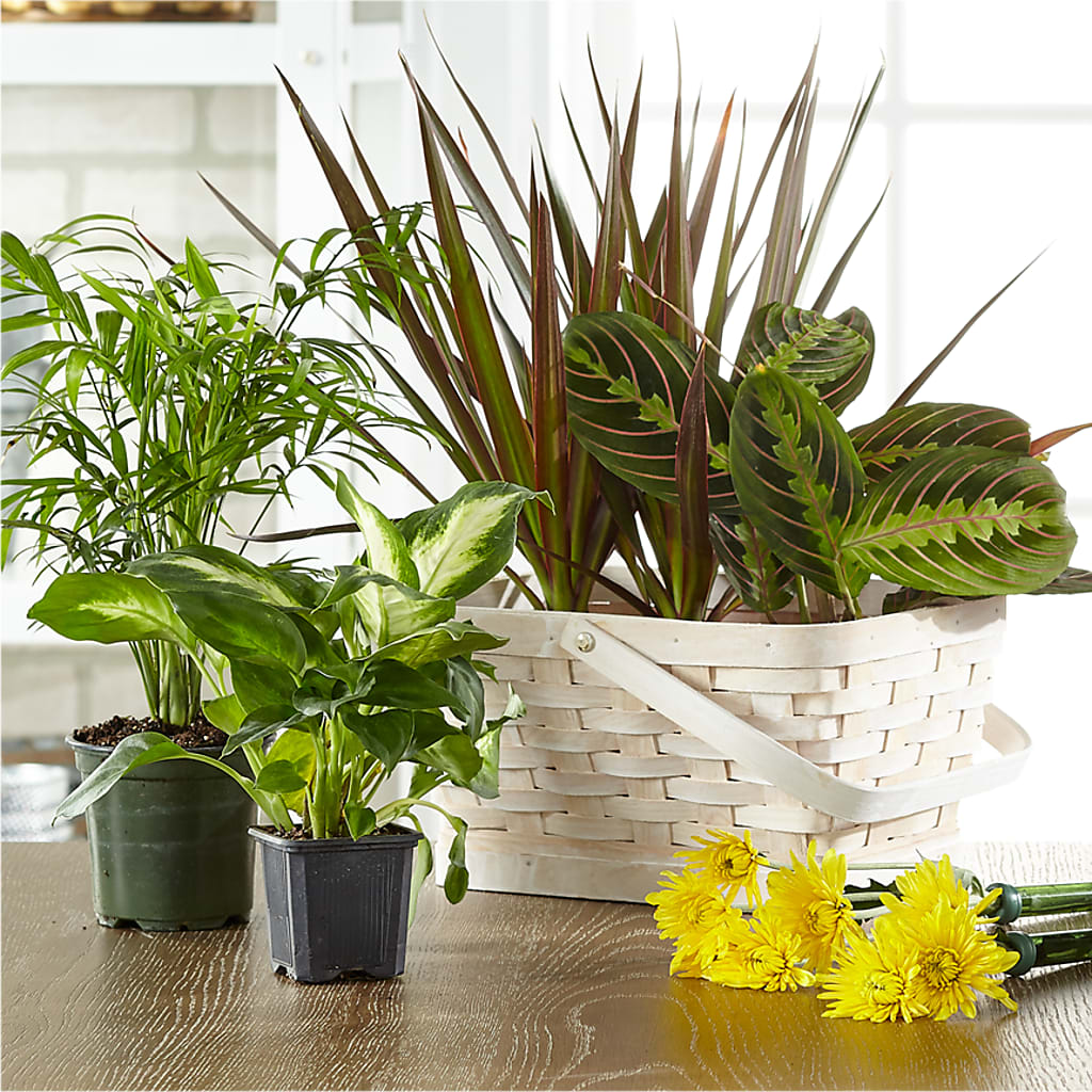 Florist Designed Blooming and Green Plants in a Basket – House Of Flowers, Worcester MA