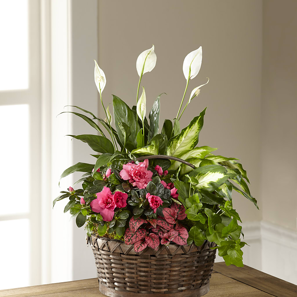 Dream in Pink Dishgarden – House Of Flowers, Worcester MA