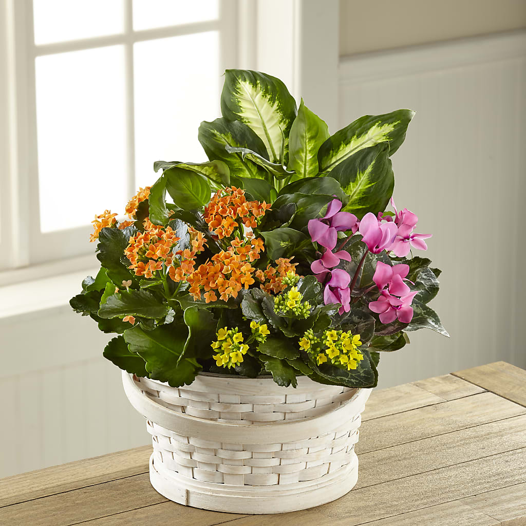 Color Crush Dishgarden – House Of Flowers, Worcester MA
