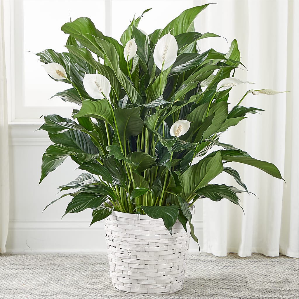 A New Leaf Peace Lily – House Of Flowers, Worcester MA
