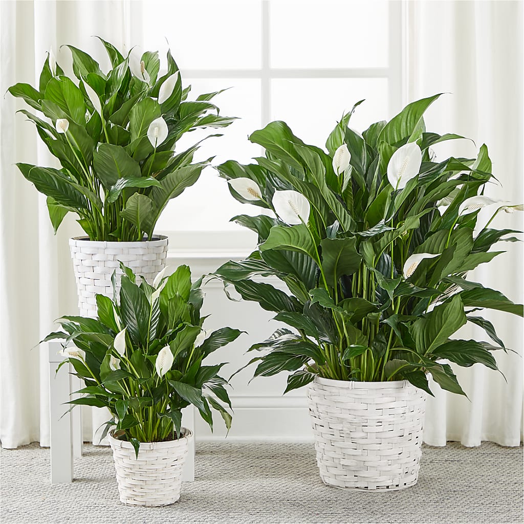 A New Leaf Peace Lily – House Of Flowers, Worcester MA
