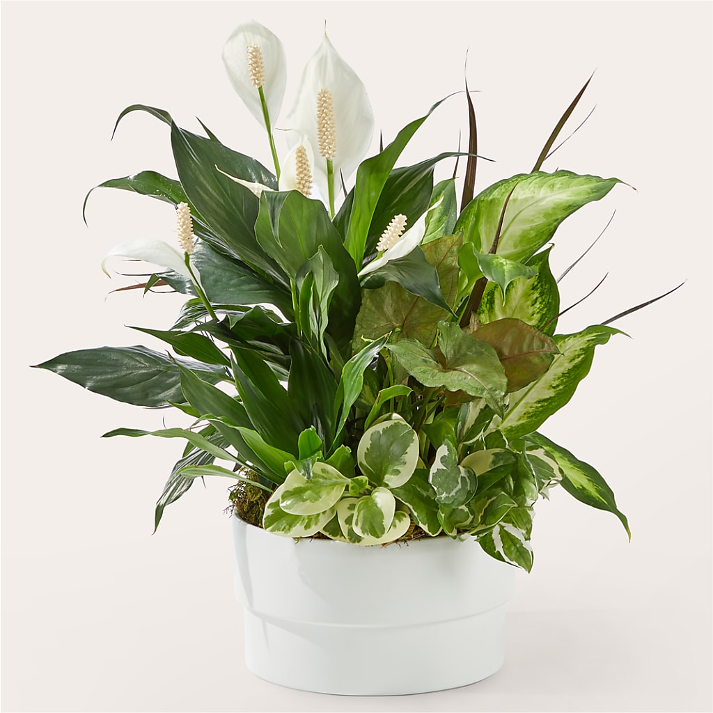 Radiating Positivity Dishgarden – House Of Flowers, Worcester MA
