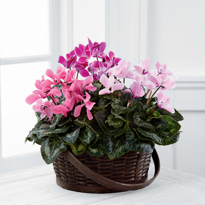 Mixed Cyclamen Planter –  House Of Flowers, Worcester MA