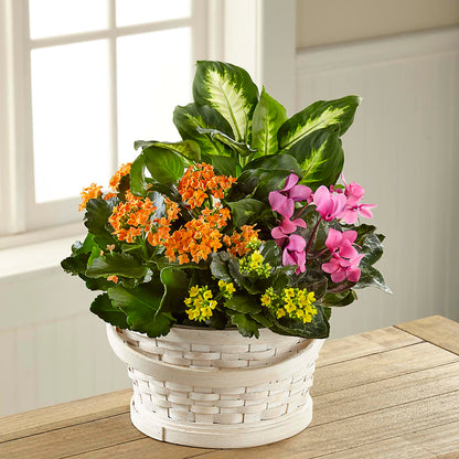 Color Crush Dishgarden –  House Of Flowers, Worcester MA