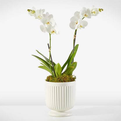 Whispering White Orchid –  House Of Flowers, Worcester MA
