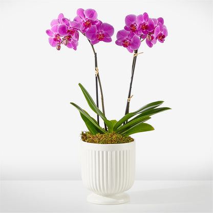 Friendly Fuchsia Orchid –  House Of Flowers, Worcester MA