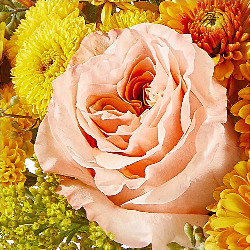 Peachy Pumpkin –  House Of Flowers, Worcester MA