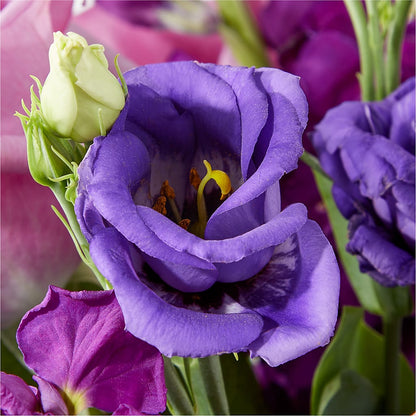 Twilight Glow Bouquet –  House Of Flowers, Worcester MA