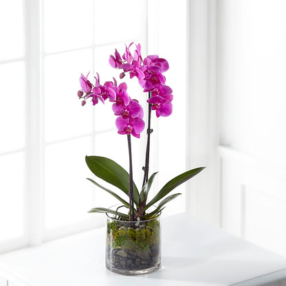 Pink Orchid Plant –  House Of Flowers, Worcester MA