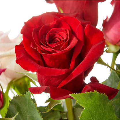 Love Notes Rose Bouquet –  House Of Flowers, Worcester MA