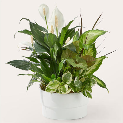 Radiating Positivity Dishgarden –  House Of Flowers, Worcester MA